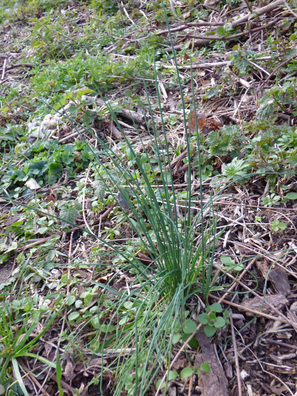 Allium vineale